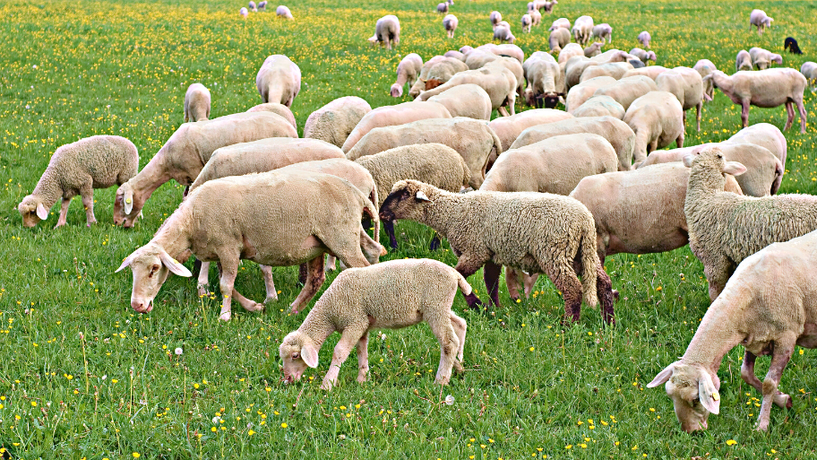 Per Usucapire Un Terreno Non Basta La Coltivazione O Il Pascolo Corte